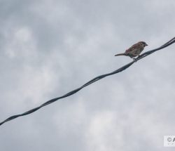 Pájaro sobre un cable