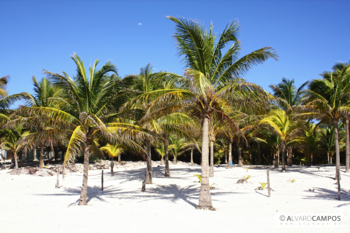 Palmeras en la playa de Akumal con la luna de fondo