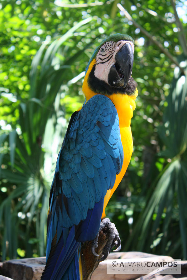 Loro en Xel-ha posando