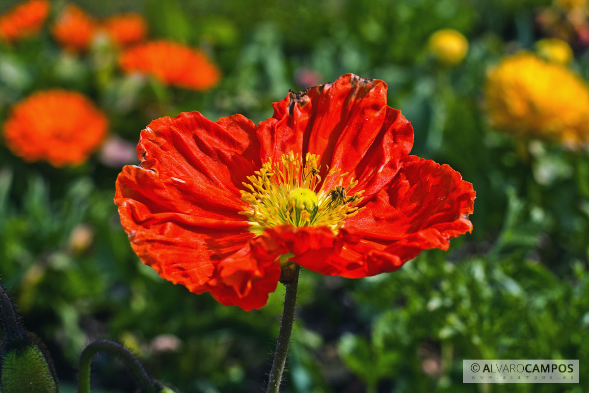 Flor roja bokeh