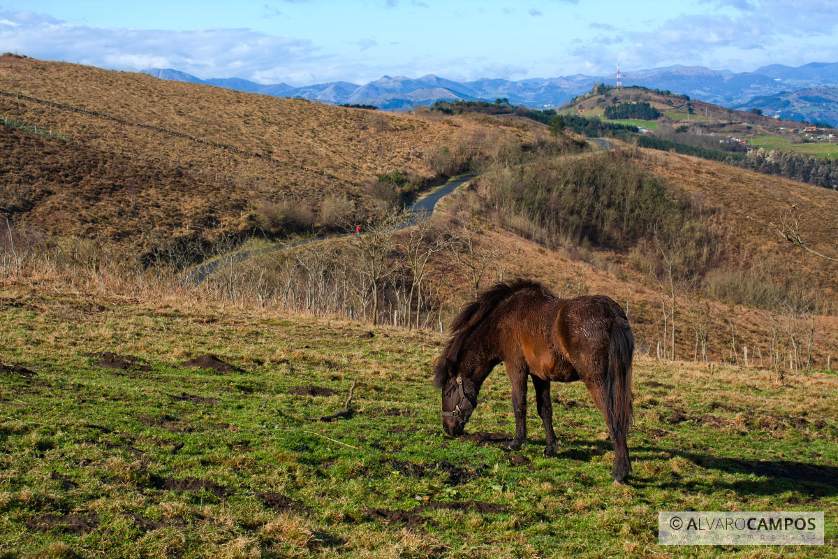 Caballo en el monte