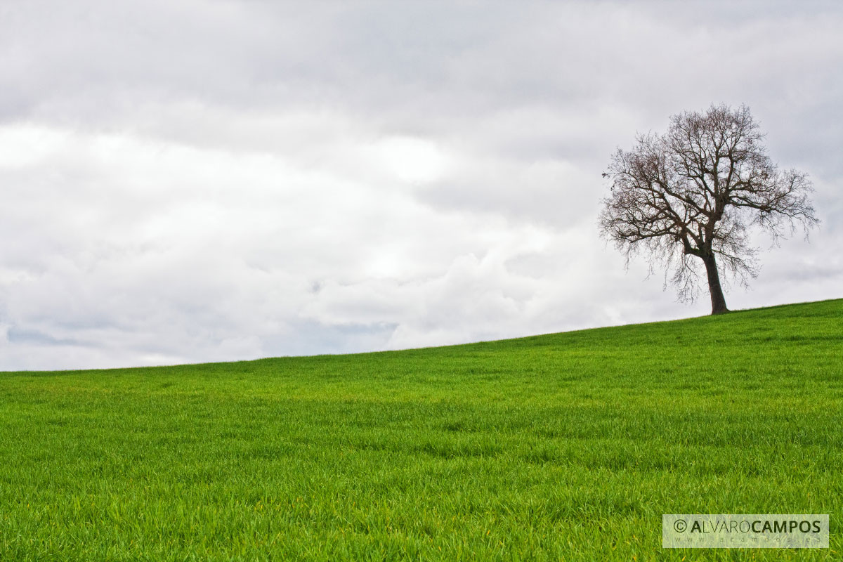 Árbol solitario