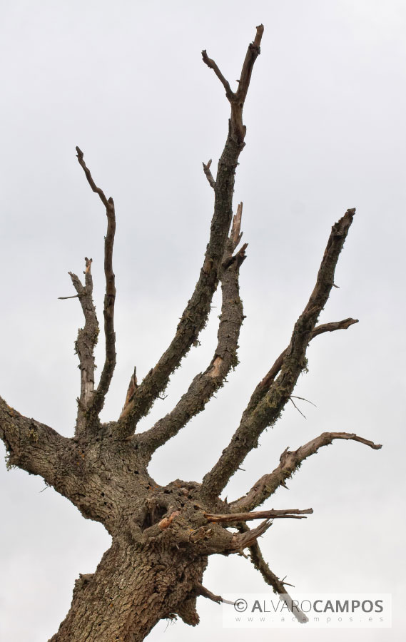 Naturaleza muerta