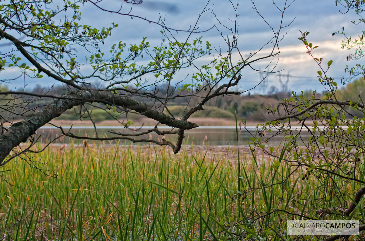 Juncos en el embalse de sobrón