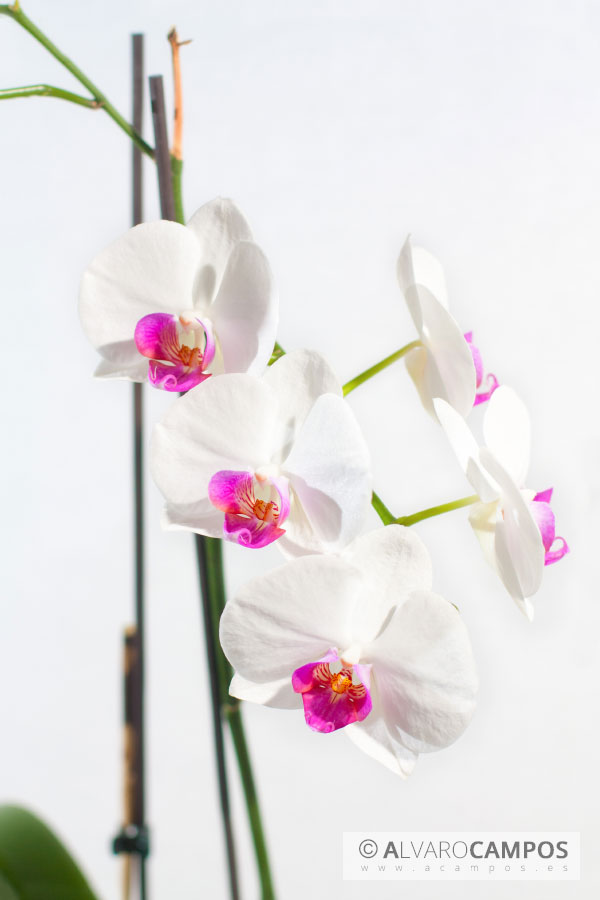 Orquideas con fondo blanco
