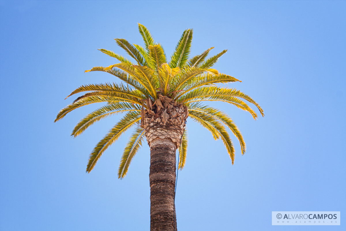 Palmera en Jerez de la Frontera (Cádiz)