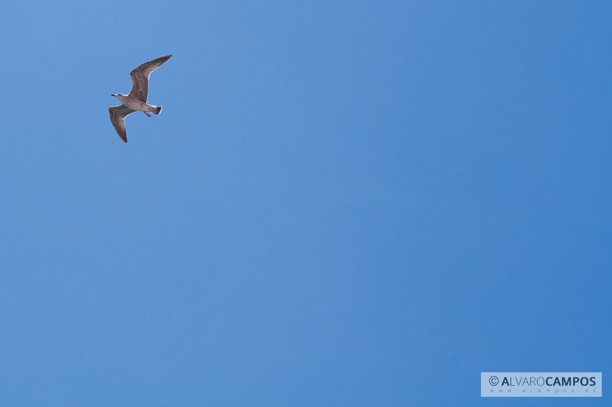 Gaviota volando