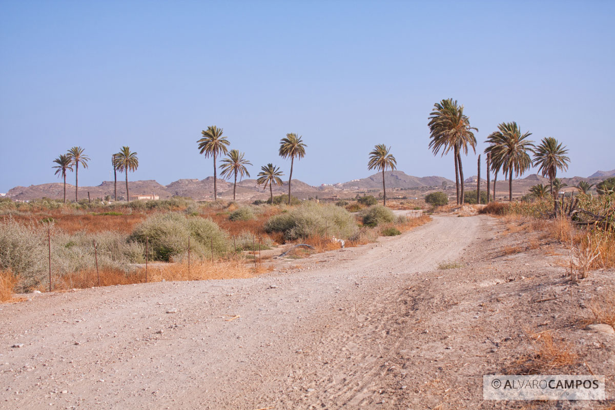 Palmeras en Garrucha, Almería