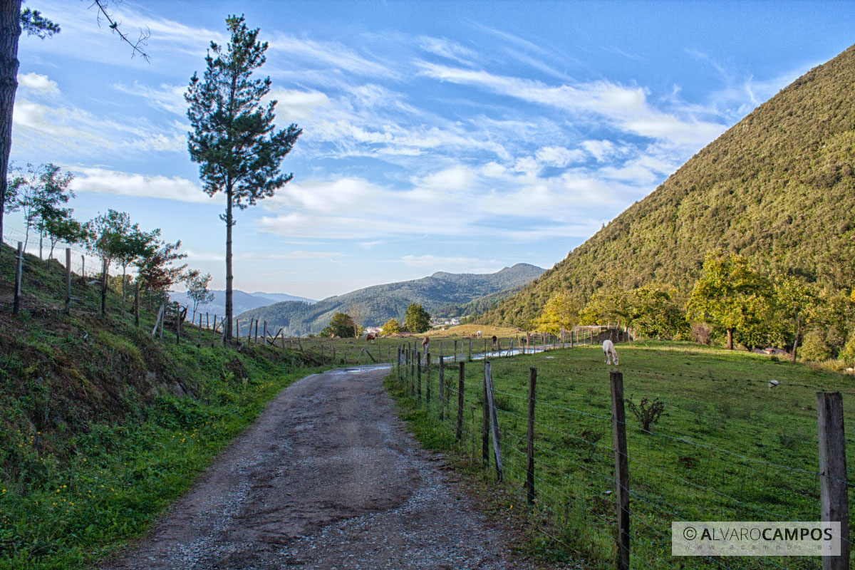 De camino al bosque de Oma II