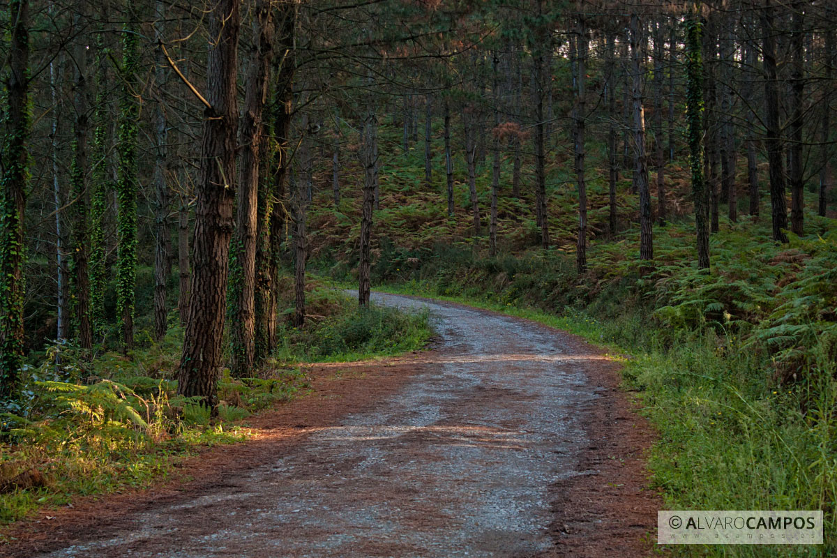 Camino del bosque