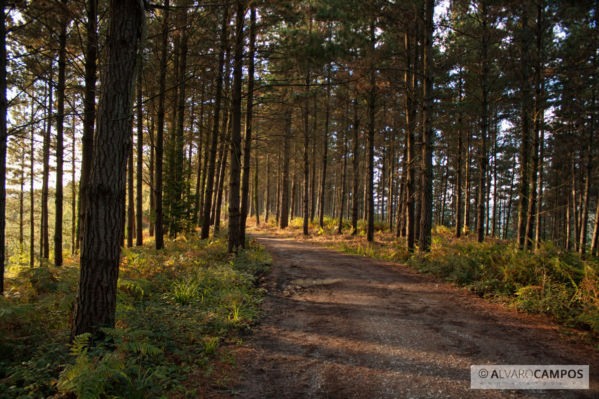 Bosque