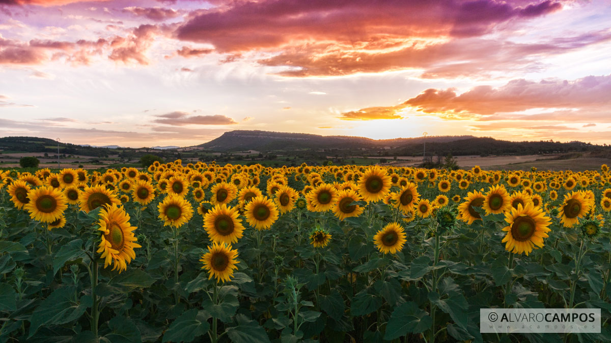 Girasoles / Sunflowers