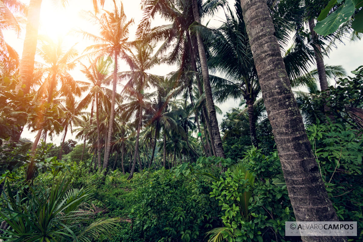 Palmeras en Filipinas