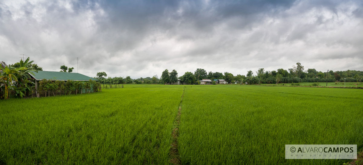 Panorámica de un campo de arroz en Bacarra (Filipinas)