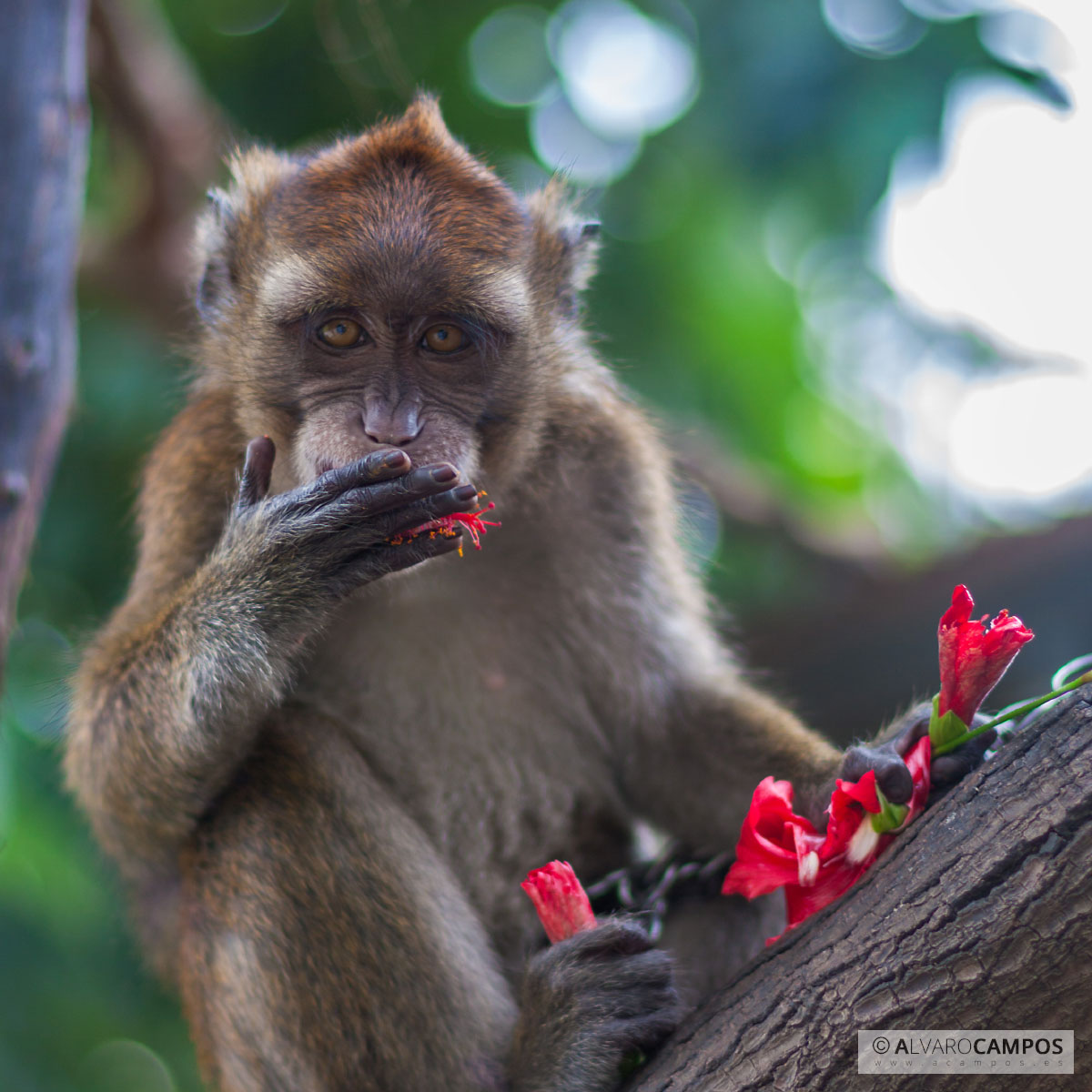 Mono comiendo flores