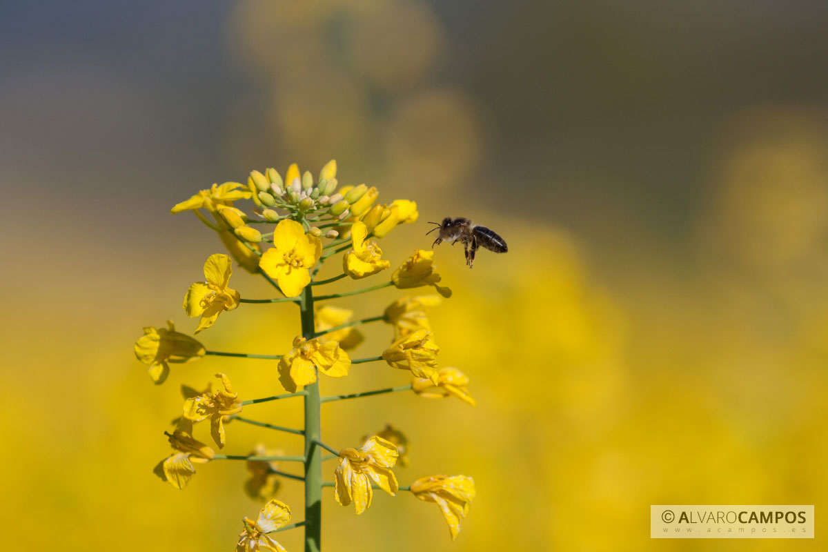 Abeja polinizando una flor