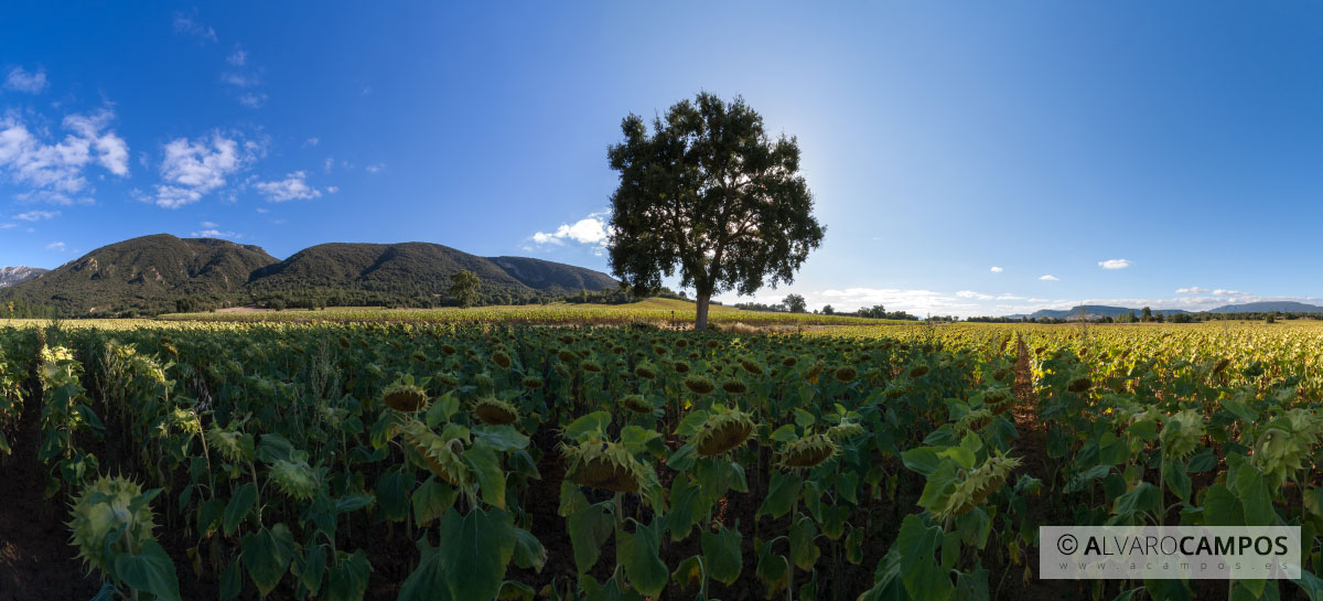 Panorámica de un campo de girasoles con un árbol solitario