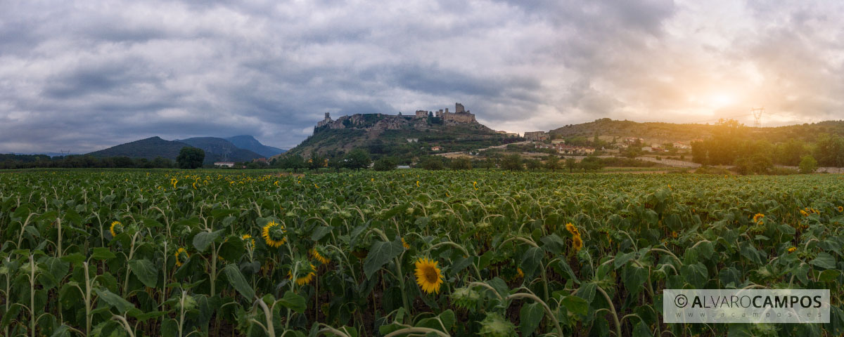 Panorámica de un campo de girasoles con Frías de fondo