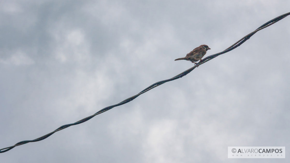 Pájaro sobre un cable