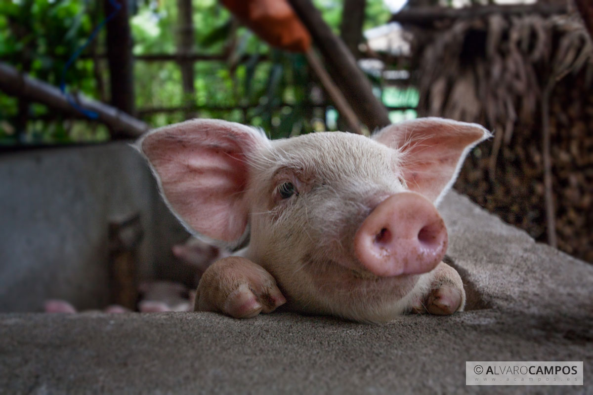 Cerdito sonriendo