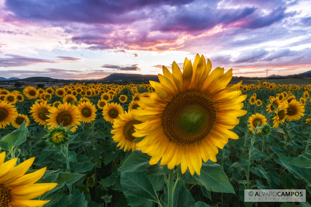 Girasol al frente en un campo de girasoles