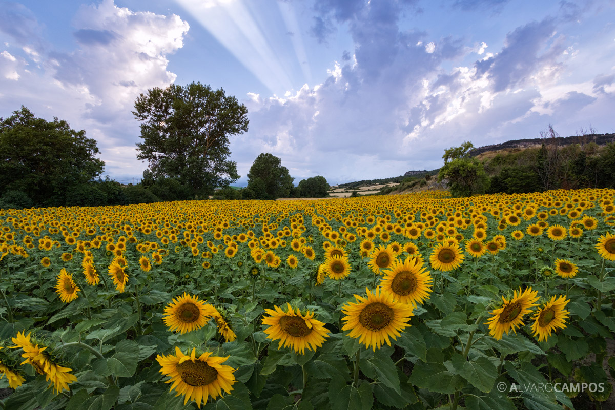 Campo de girasoles con rayos de sol atravesando las nubes