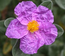 Flor