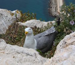 Gaviota en el Peñón de Ifach (Calpe)