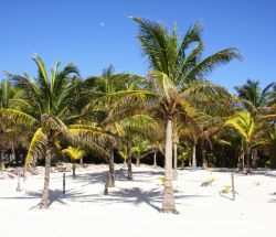 Palmeras en la playa de Akumal con la luna de fondo