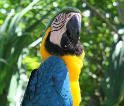 Loro en Xel-ha posando