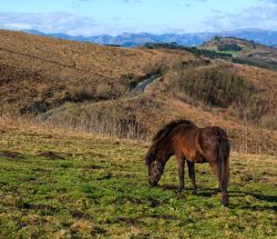 Caballo en el monte