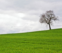 Árbol solitario