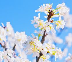 Flor primaveral