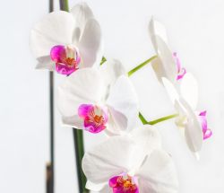 Orquideas con fondo blanco