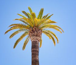 Palmera en Jerez de la Frontera (Cádiz)