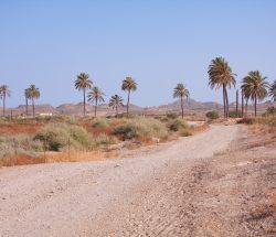 Palmeras en Garrucha, Almería