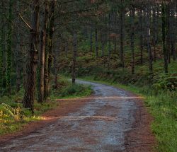 Camino del bosque