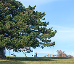 El gran árbol