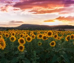 Girasoles / Sunflowers