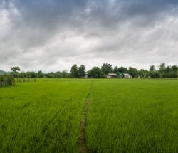 Panorámica de un campo de arroz en Bacarra (Filipinas)