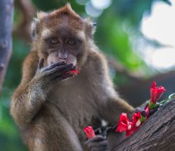 Mono comiendo flores