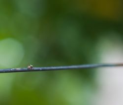 Hormiga sobre un cable