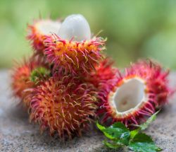 Rambután