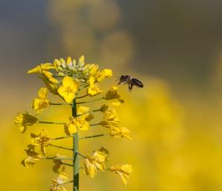 Abeja polinizando una flor