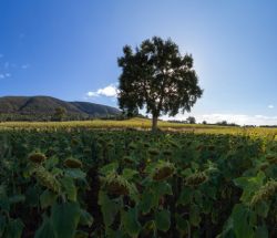 Panorámica de un campo de girasoles con un árbol solitario