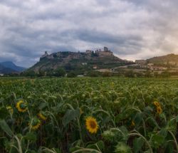 Panorámica de un campo de girasoles con Frías de fondo