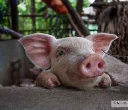 Cerdito sonriendo